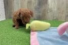 Mini Goldendoodle Puppy for Adoption