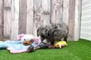 Best Mini Aussiedoodle Baby