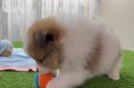 Funny Pomeranian Baby