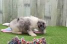Poodle Pup Being Cute