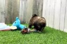 Best Shih Tzu Baby