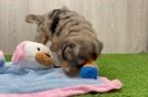 Mini Aussiedoodle Pup Being Cute