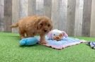 Cavapoo Puppy for Adoption