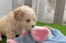 Maltipoo Pup Being Cute