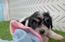 Meet Barkley - our Cavachon Puppy Video