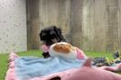 Meet Raphael - our Poodle Puppy Video