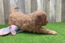 Mini Goldendoodle Pup Being Cute