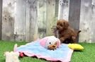 Meet Karmel - our Cavapoo Puppy Video