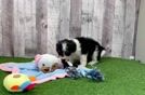 Meet Nikola - our Mini Aussiedoodle Puppy Video