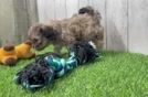 Meet Elijah - our Shih Poo Puppy Video