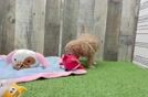 Maltipoo Pup Being Cute