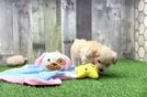 Meet Starlite - our Maltipoo Puppy Video