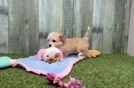 Meet Waikiki - our Aussiechon Puppy Video