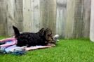 Playful Yo Yo Poo Poodle Mix Puppy