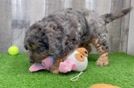 Playful Cavapoodle Poodle Mix Puppy