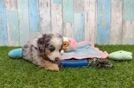 Mini Bernedoodle Pup Being Cute