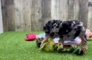 Meet Haze - our Poodle Puppy Video
