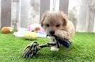 Cute Maltipoo Baby