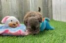 Meet Echo - our Shih Poo Puppy Video
