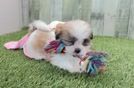 Teddy Bear Pup Being Cute