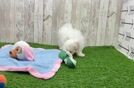 Meet Alfredo - our Maltipoo Puppy Video  - Lone Star Pups Energetic Malt Oodle Poodle Mix Puppy