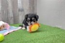 Aussiechon Puppy for Adoption