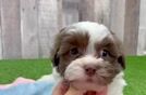 Havanese Pup Being Cute