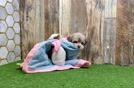 Best Havanese Baby