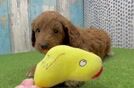 Friendly Mini Goldendoodle Baby