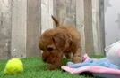 Adorable Golden Retriever Poodle Mix Poodle Mix Puppy