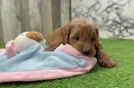 Mini Goldendoodle Puppy for Adoption