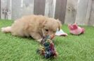 Small Maltipoo Baby