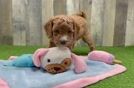 Mini Goldendoodle Puppy for Adoption