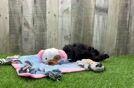 Maltipoo Puppy for Adoption
