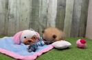 Sweet Pom Pom Purebred Puppy