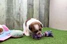 Cute Shih Pom Baby