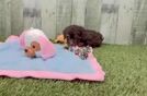 Meet Google - our Poodle Puppy Video