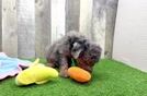 Playful Cavapoodle Poodle Mix Puppy