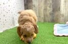 Smart Mini Goldendoodle Poodle Mix Pup