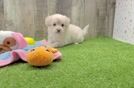 Adorable Havadoodle Poodle Mix Puppy