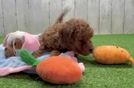 Cavapoo Pup Being Cute