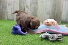 Meet Daffy - our Shih Poo Puppy Video