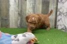 Meet Chanel - our Mini Goldendoodle Puppy Video
