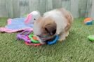 Meet Gatsby - our Teddy Bear Puppy Video