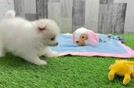 Sweet Loulou Purebred Puppy