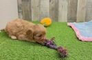 Cute Cavapoo Baby