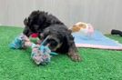 Meet Joy - our Yorkie Poo Puppy Video
