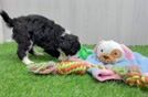 Mini Bernedoodle Puppy for Adoption