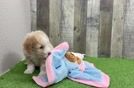 Mini Bernedoodle Puppy for Adoption