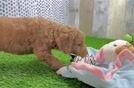 Popular Mini Goldendoodle Poodle Mix Pup